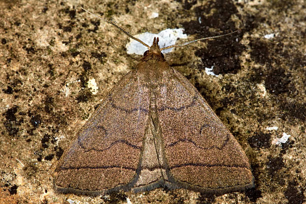 istock The fan-foot moth (Herminia tarsipennalis) from above 531700374
