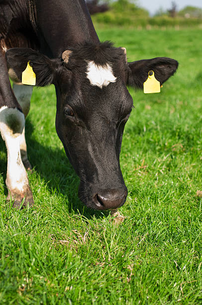 istock cow on a green summer meadow. 531701696