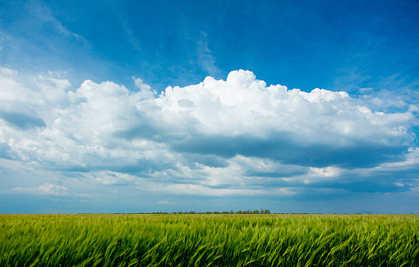 istock photo of the field 531703334