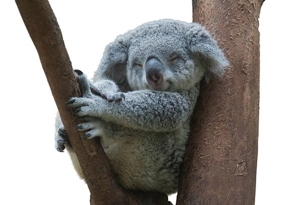 koala resting and sleeping on his tree koala smiling resting and sleeping on his tree koala tree stock pictures, royalty-free photos & images