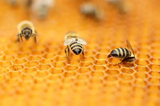 Honeybees in honeycomb 