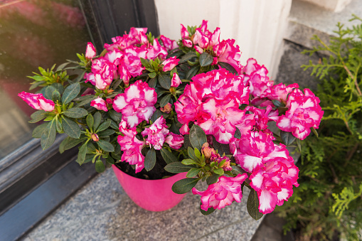 Potted flowers of pink azalea. Street decoration with plants and flower compositions. Moscow, Russia.