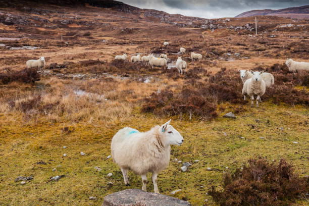 two sheep enjoying the meadow in connemara national park