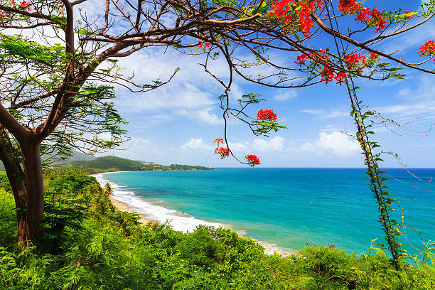 Beautiful tropical summer view of Puerto Rico with red flowers and a white beach