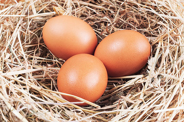 istock nest of straw yellow chicken eggs 531705542