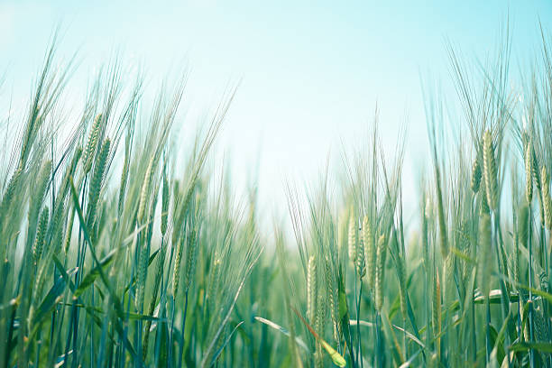 istock Soft color rice field from low angle with blue sky 531706278