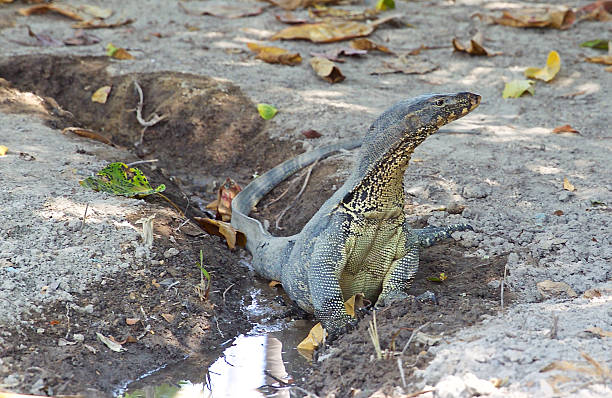istock large lizard on the island of Koh Racha 531706436