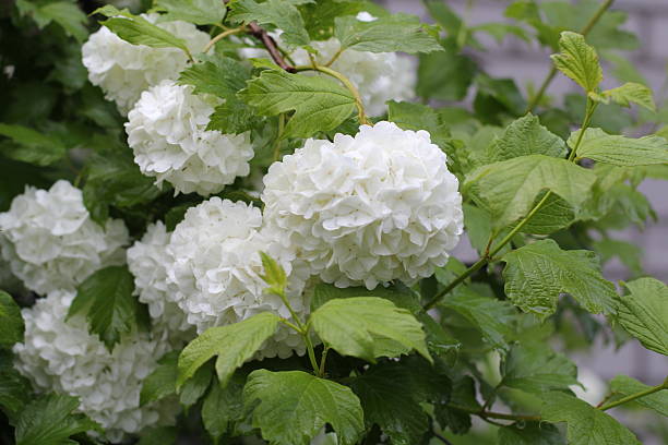istock Blooming white lilac. White flowers. Beatiful fresh flowers in the spring time. 531706706