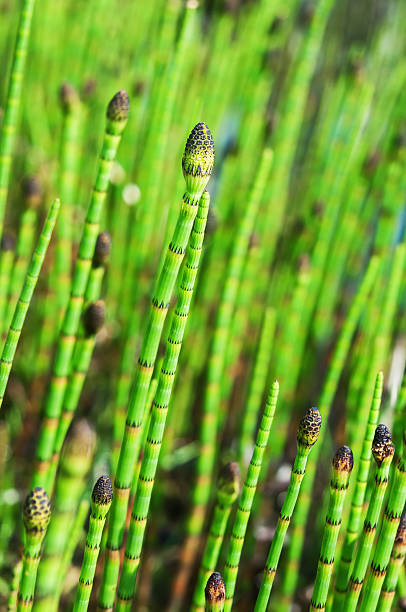 Horsetail. Equisetum plant Horsetail. Equisetum plant with dark green segmented stems also called scouring rush horsetail bamboo stock pictures, royalty-free photos & images