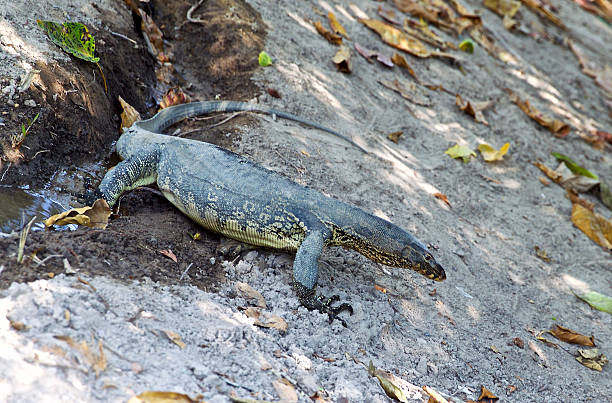 istock large lizard on the island of Koh Racha 531707406