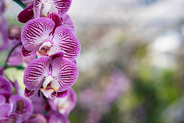 istock Orchid,phalaenopsis,orchid 531707722