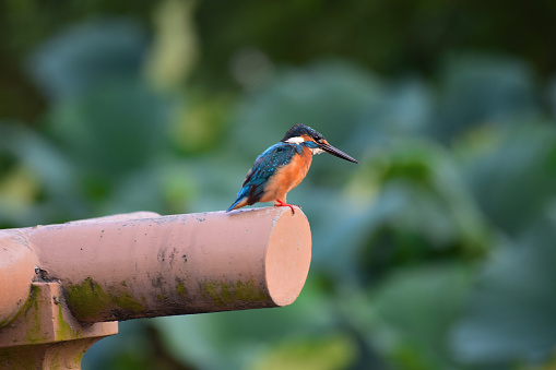 Common Kingfisher (Alcedo attis) in Japanese neighbourhood