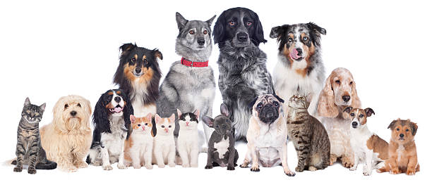 istock Big group of pets 531708303