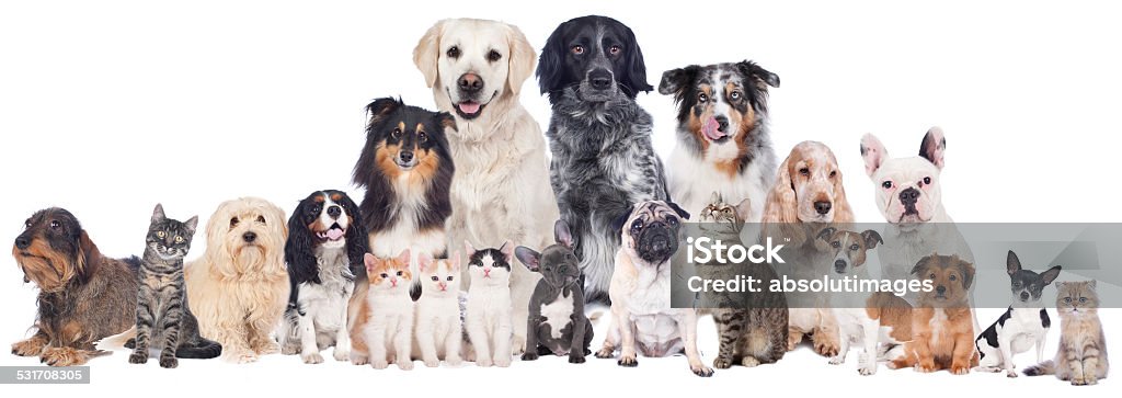 Big group of pets Big group of pets isolated Dog Stock Photo