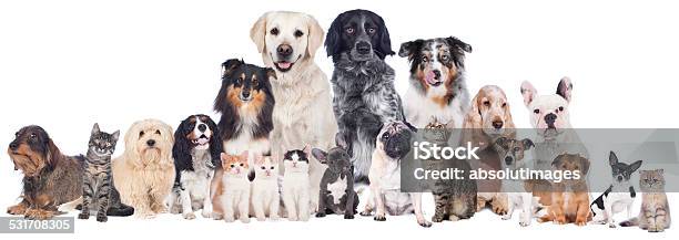 Big Group Of Pets Stock Photo - Download Image Now - Dog, Group Of Animals, Large Group Of Animals