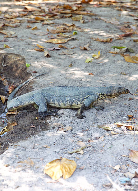 istock large lizard on the island of Koh Racha 531708424