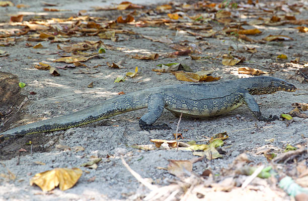 istock large lizard on the island of Koh Racha 531708618