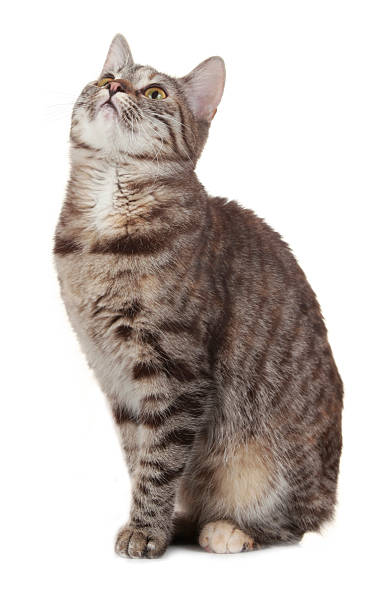 istock Grey domestic cat sitting on white 531708627