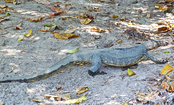 istock large lizard on the island of Koh Racha 531708948