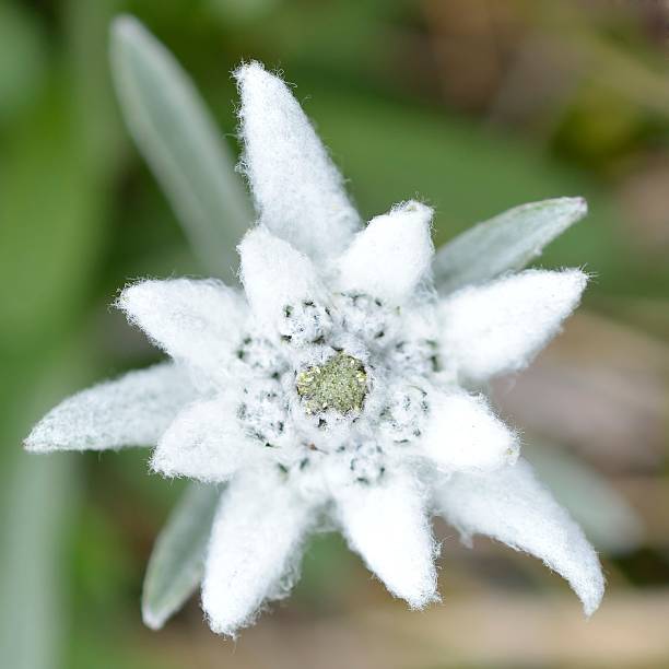istock Edelweiss in nature. Rare alpine flower. 531709043