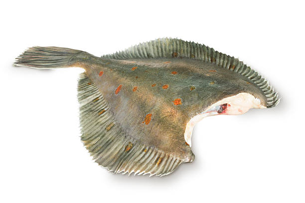 istock fresh raw plaice fishes 531709637