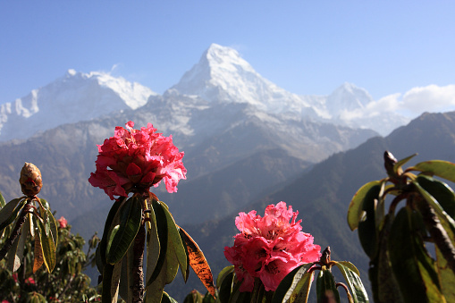 Rhododendron flowers in front of Annapurna South, Nepal 2010
