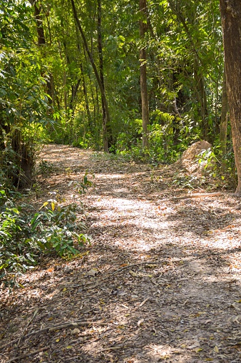 自然歩道で ナコンラチャシマ ナコーンナーヨック アジア大陸のストックフォトや画像を多数ご用意 アジア大陸, タイ王国, ナコーンナー