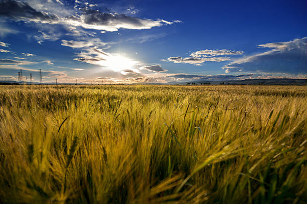 istock yellow field and beautiful sunset 531710960