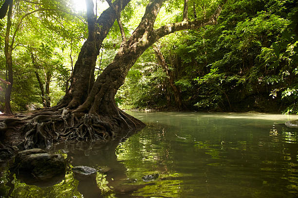 arbre avec des racines sur les rives de la rivière tropicale - tree stream forest woods photos et images de collection