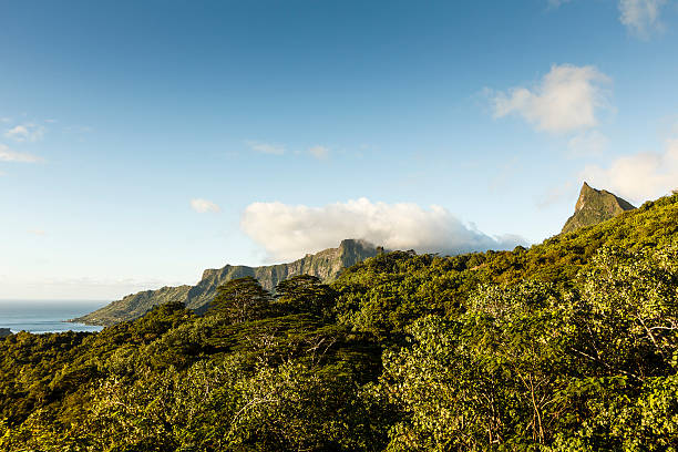 istock Tropical Forest in Moreea, French Polynesia 531711661