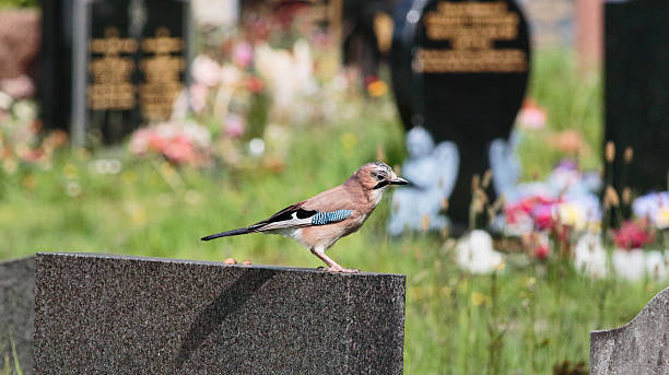 istock European jay hunting from gravestone lookout post 531711926