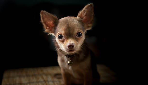istock Chihuahua puppy 531712365
