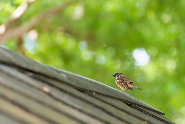 istock Eurasian Tree Sparrow sitting on roof tile 531712602