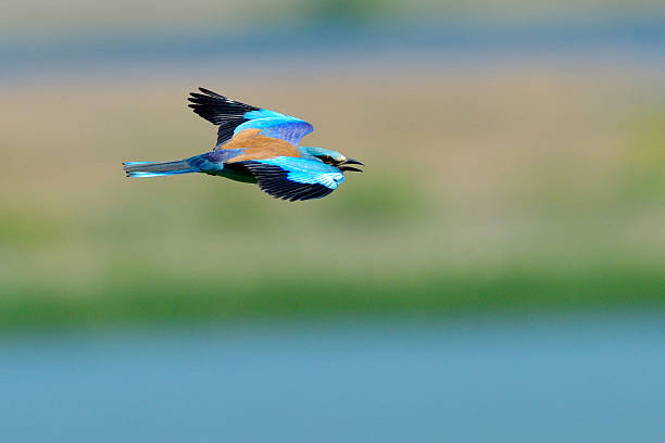 istock european roller (coracias garrulus) outdoor 531712903