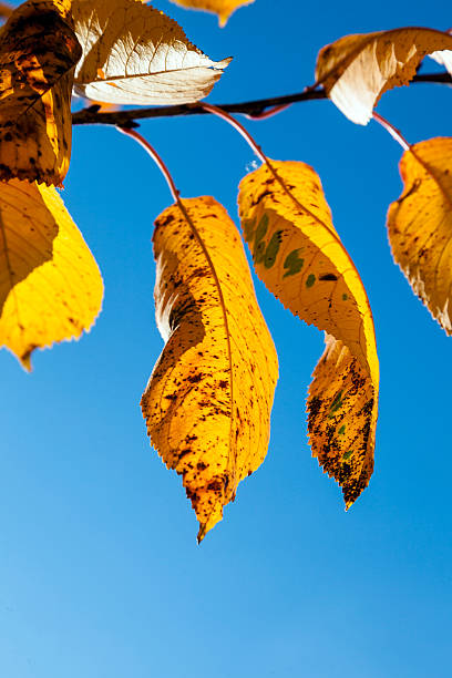 istock yellow autumn leaves hanging at the birch tree 531712961