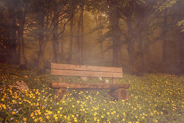 Photo of isolated bench on flowery wood