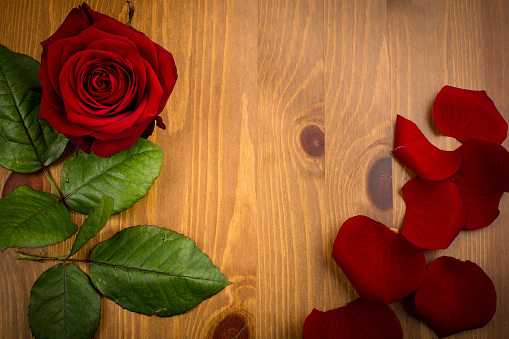 A single red love rose with petals and leaf on a wooden background like a frame with copy space.