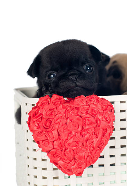 istock Pug puppies in a box 531713530