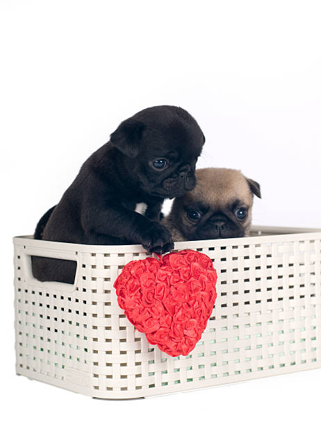 istock Pug puppies in a box 531713570