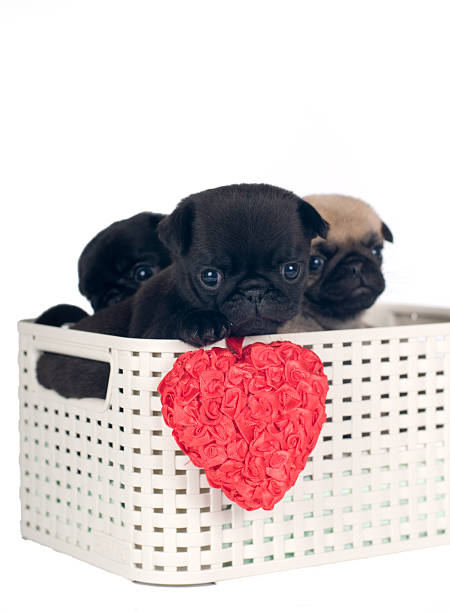 istock Pug puppies in a box 531713592