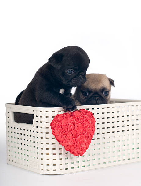 istock Pug puppies in a box 531713694