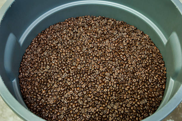 istock Freshly Cooled Coffee Beans Stored in Plastic Bins 531713789