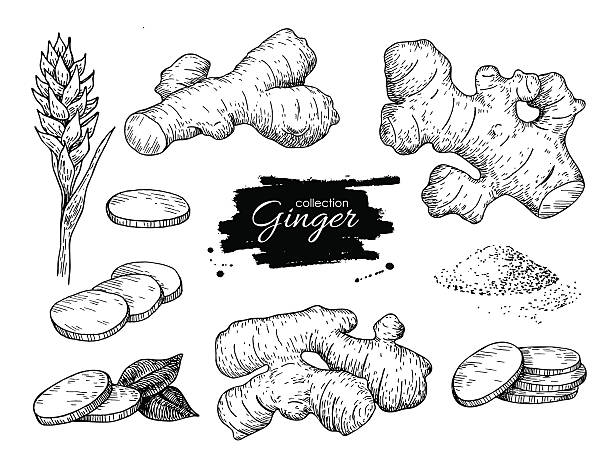 ilustrações de stock, clip art, desenhos animados e ícones de vector mão desenhado conjunto-de-espécie (gingerbread). raiz, peças e flores-de-espécie (gingerbread). - indian culture spice cooking herb