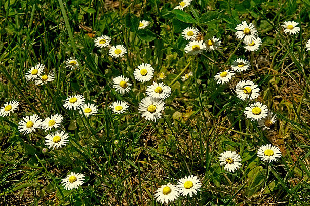 istock Beautiful grass with white flowers 531714003