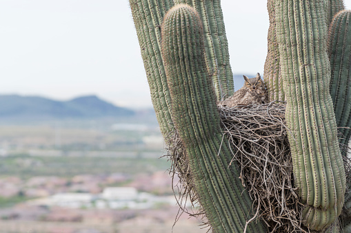 Great Horned Owl sleeping in nest in Saguaro Cactus in its nest in Arizona.  Residential neighborhood can be seen in the distance.  Selective DOF