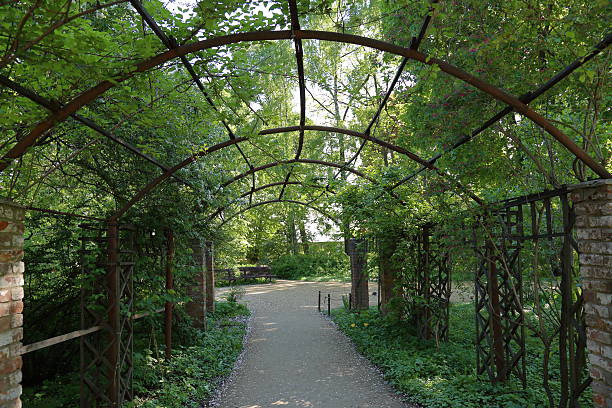 istock Arch of wild grapes 531715022