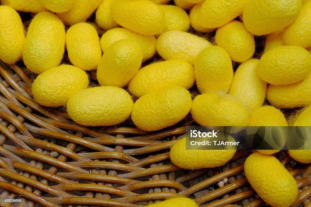 Yellow silk cocoons Yellow chrysalis of silk worm 2015 Stock Photo