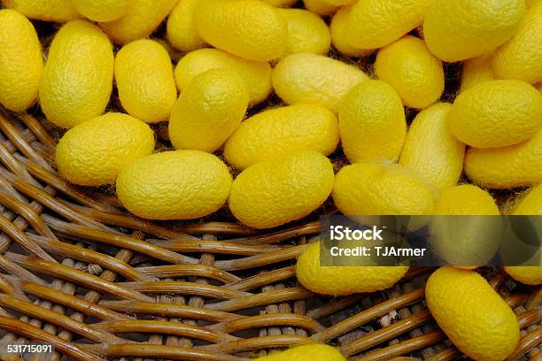 Yellow Silk Cocoons Stock Photo - Download Image Now - 2015, Animal, Animal Markings