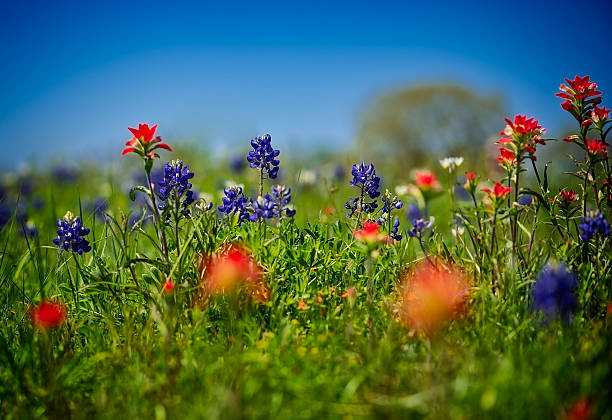 Indian Paint brush with Bluebonnets stock photo