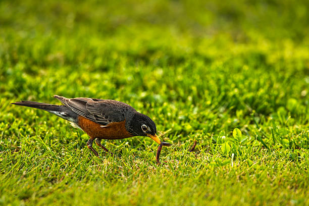 The early bird gets the worm, American Robin